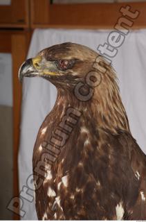 Hawk 0026